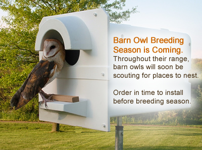 Barn Owl Box