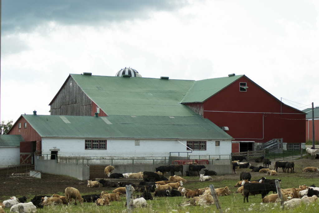 Crops and Barn Owls How Owls Protect Vineyards and Farms Barn Owl