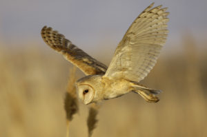 Barn owls are rare in Connecticut 