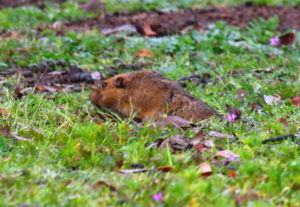 Pocket gopher foraging at feeder hole