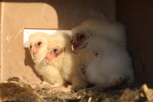 Young barn owls chicks