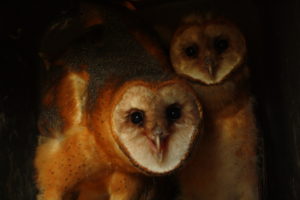 Barn owls ready to fledge