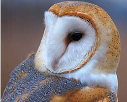 barn-owl