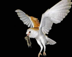 barn-owl-flying