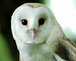 Barn owls once thrived in Indiana