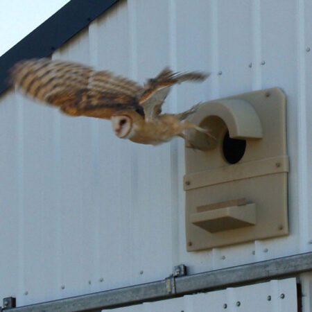 Barn Owl Nest Box - Barn Model