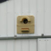 Barn Owl looking out of the Barn Owl Nest Box - Barn Model