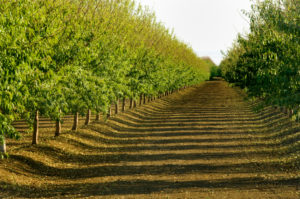 BARN_OWL_ORCHARD_550