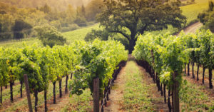 BARN_OWL_VINEYARD_842_940X340