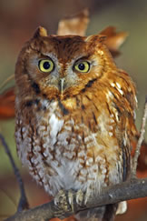 screech-owl
