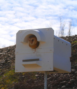 Adult barn owl emerging from nest box