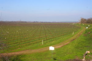 Nest boxes surrounding Vino Farms