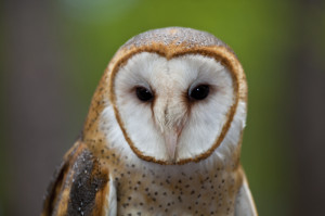 Barn owls are doing well in Tennessee overall