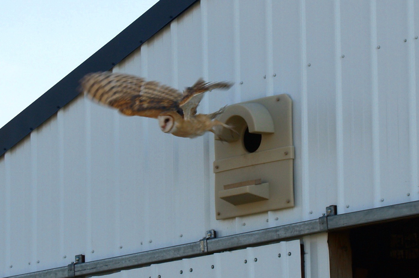 Barn Owl Box Company