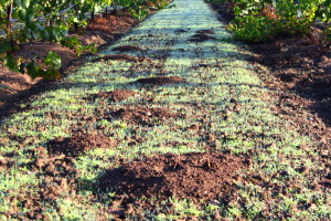 18 Pocket gopher mounds vineyard