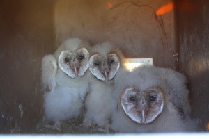 Three barn owls about 4 weeks old