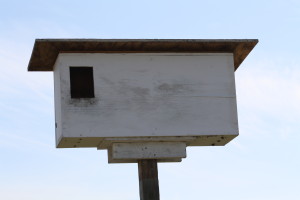 This barn owl box is shallow but long
