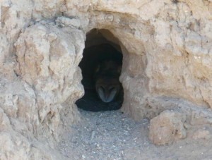 Barn owl in burrow