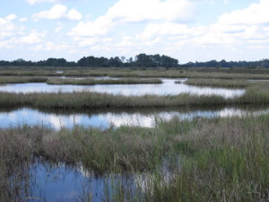 Marshlands provide excellent habitat