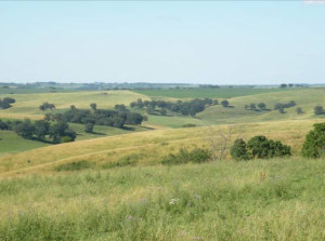Wisconsin grasslands