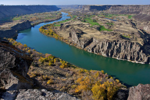 Barn owl nests in the cliffs along the Snake River are common