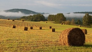 Tennessee hayfields provide excellent barn owl habitat