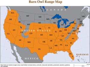Range of Barn Owl populations in the United States