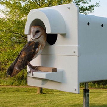 The patented plastic Barn Owl Box is now in use by thousand of vineyards