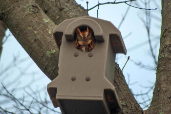 Screech Owl in nest box