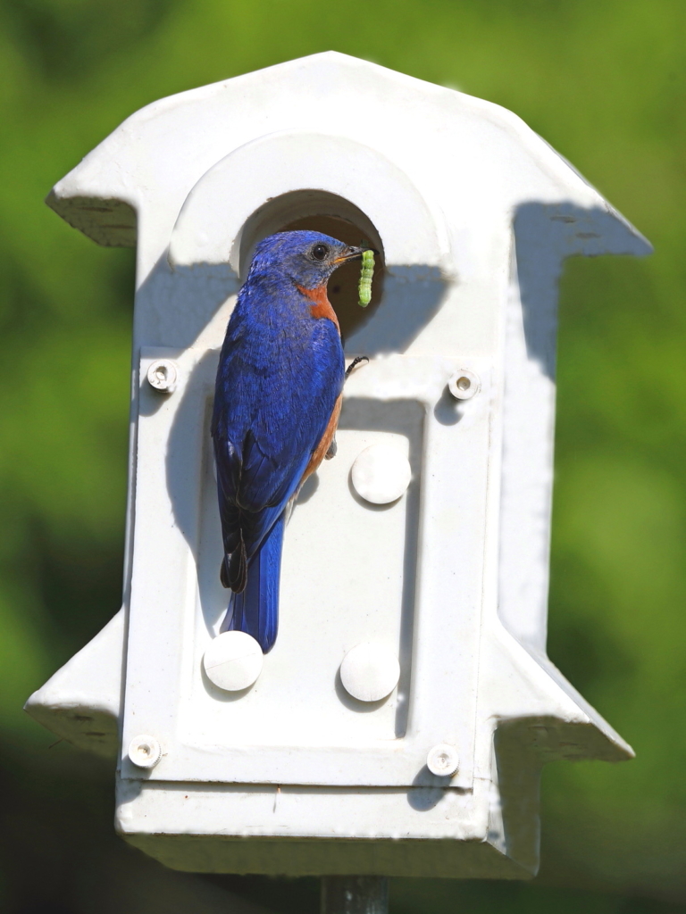 Bluebird Biology How to Attract Bluebirds Barn Owl Box Company